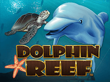 Dolphin Reef